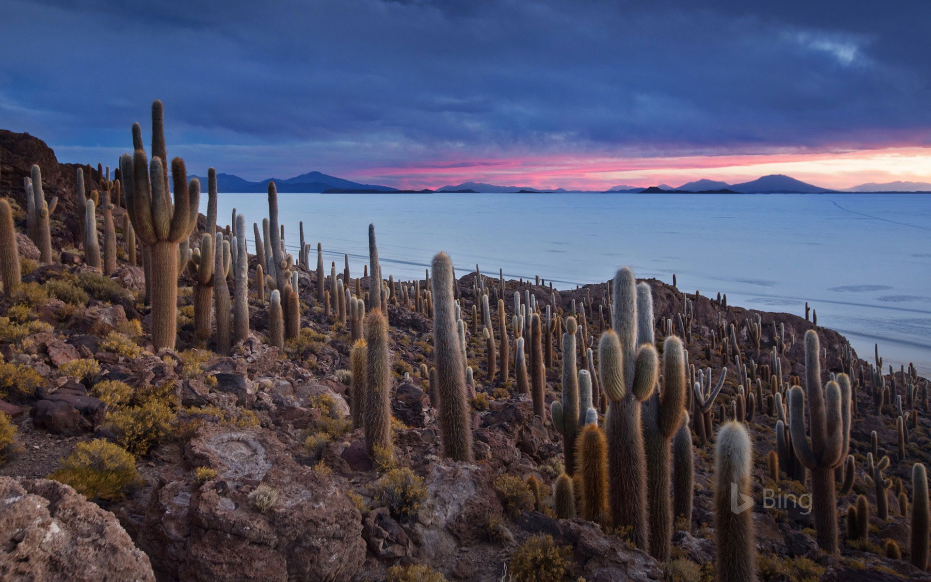 Tour en el salar